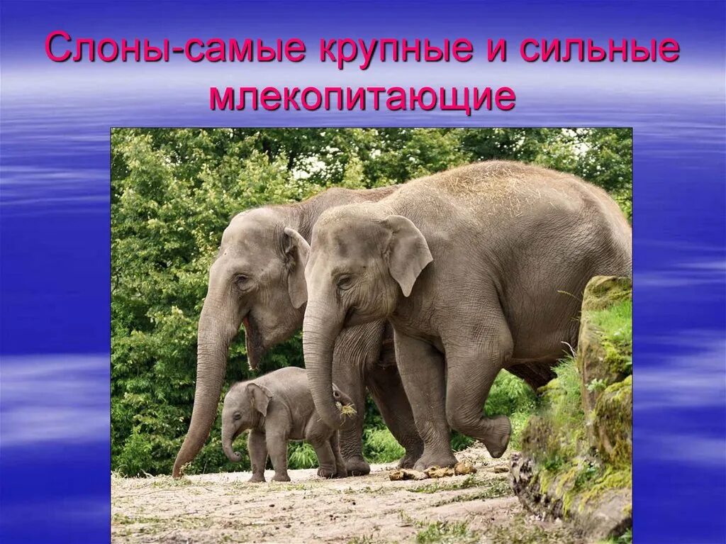 Слоны какой слон крупнее. Хоботные (млекопитающие). Самое сильное млекопитающее. Какие слоны самые большие. Самый сильный слон.