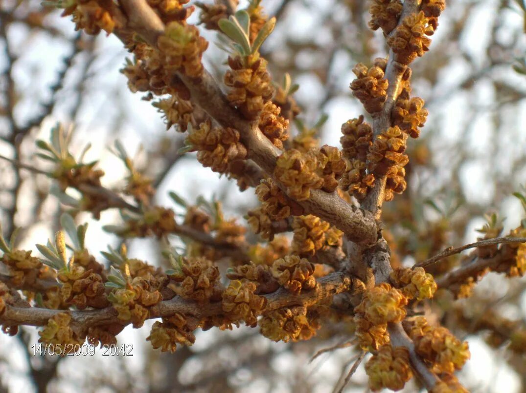 Sea Buckthorn Willow house, Sea buckthorn, Pale orange