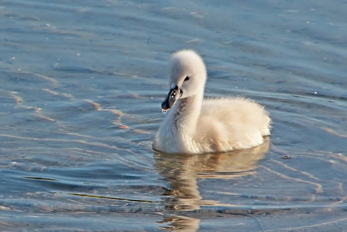 Дикие утята. Ворона и утка. Утенок расправил крылья. Краснокнижная утка крым. Клюв дикой утки.
