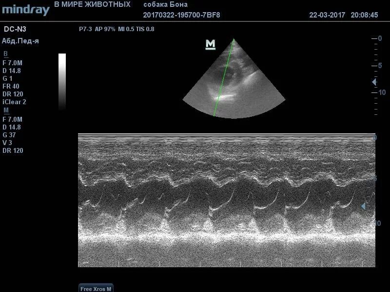Как проходят эхо. Эхограмма сердца животных. Эхокардиография в ветеринарии.