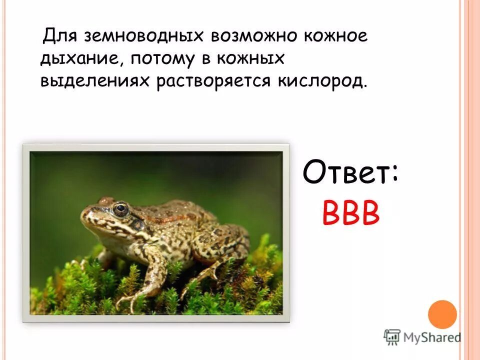 у каких животных кожное дыхание. кожное дыхание у животных. земноводные это 3 класс. у каких животных кожное дыхание. у каких животных кожное дыхание.