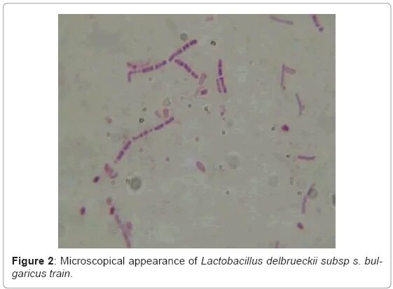 Тип питания лактобациллус. Lactobacillus delbrueckii строение. Лактобациллы строение. Lactobacillus bulgaricus под микроскопом.