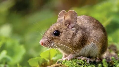 A mouse