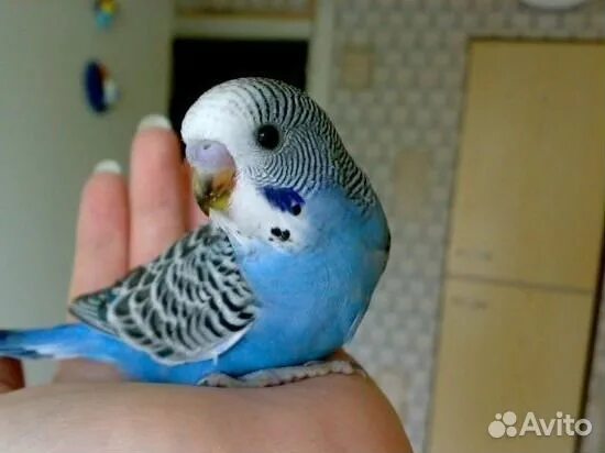 Как назвать попугая по имени. Имена для попугайчиков мальчиков. Имена для попугайчиков мальчиков. Имя для попугайчика. Имя для попугайчика мальчика.