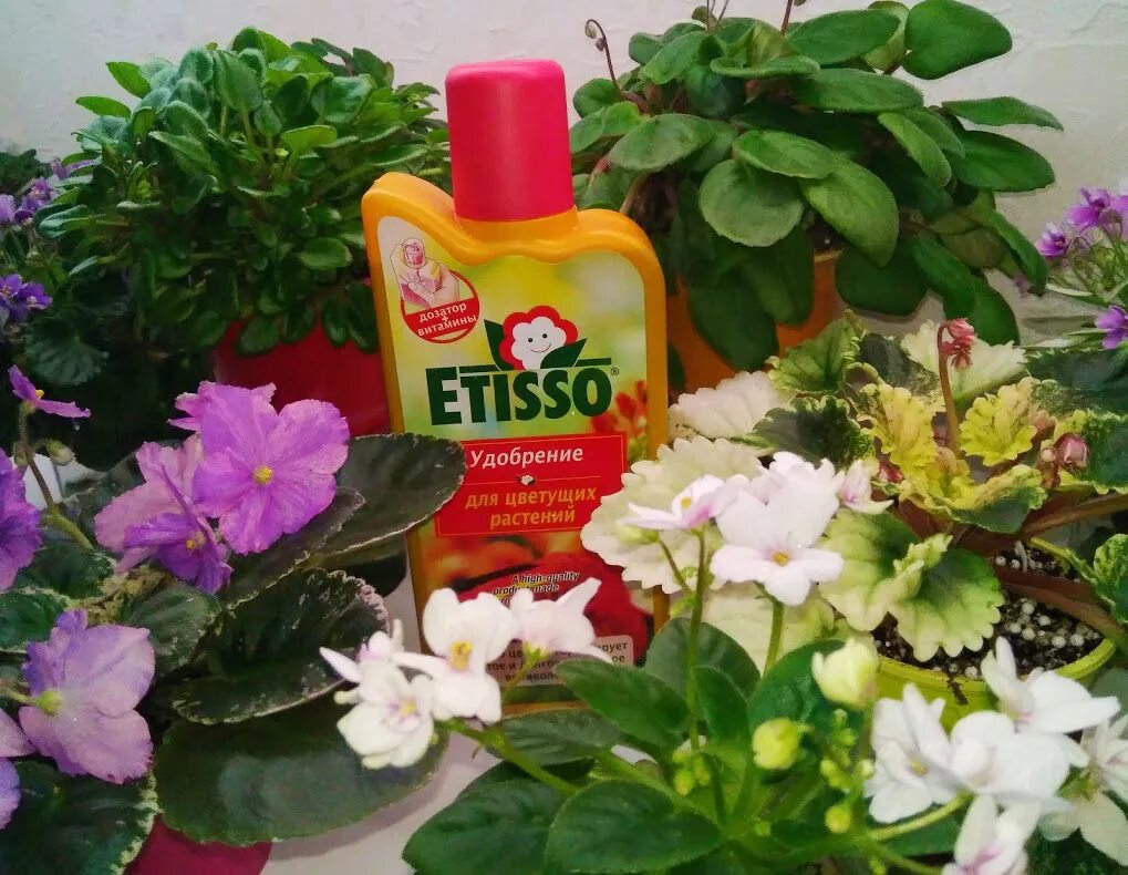 Чем подкормить цветущий цветок. Удобрение Этиссо для фиалок. Фиалка узамбарская подкормка. Etisso удобрение для фиалок. Etisso удобрение для цветущих растений.