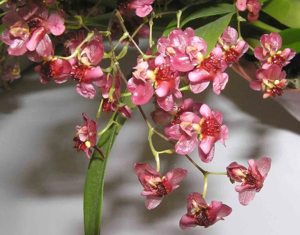 Oncidium Twinkle 'Fragrance Fantasy' Oncidium, Orchids, White orchids