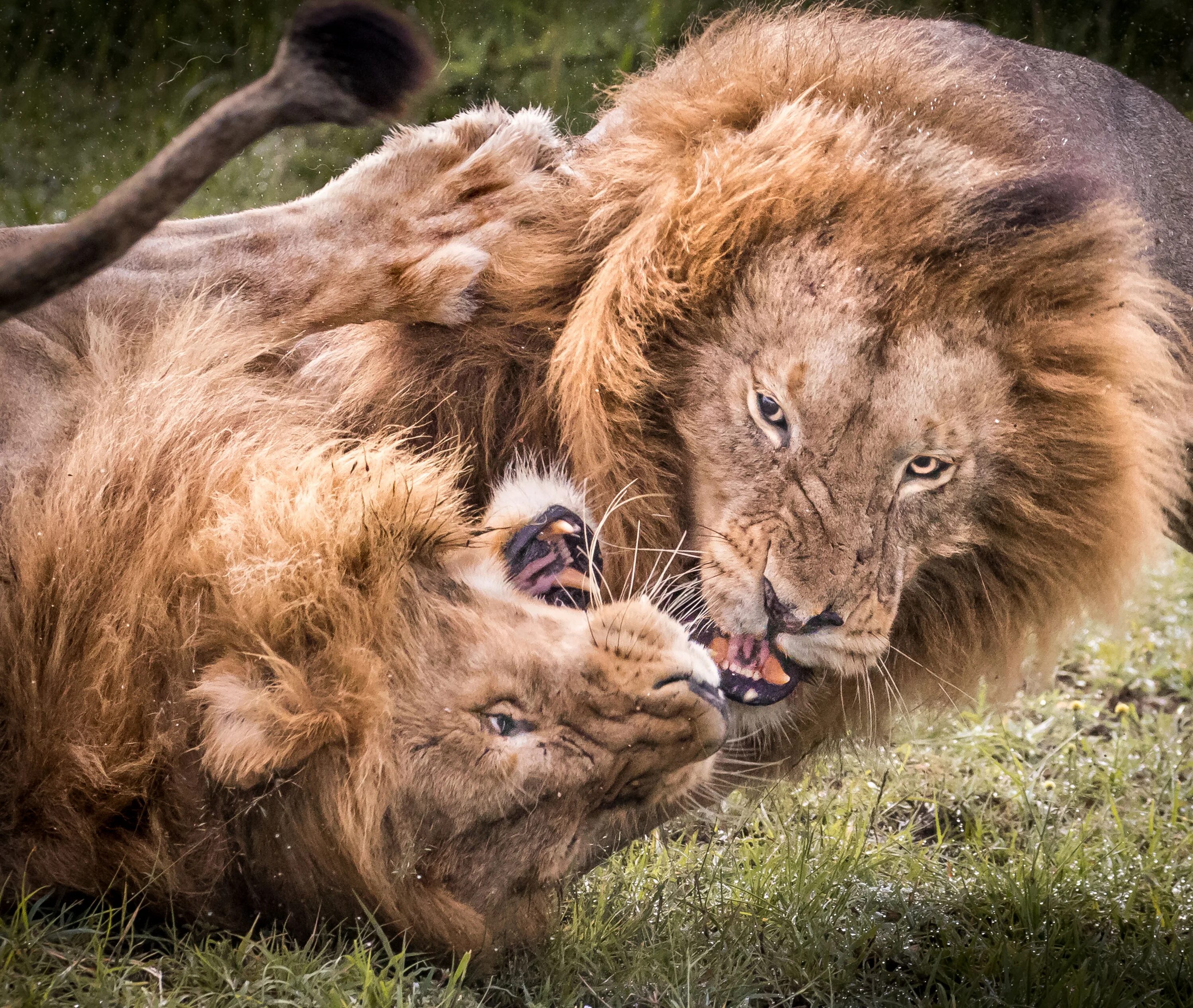 In the jungle lion. Львы Прайд. Битва Львов за Прайд. Битва Львов за Прайд самцов. Прайд Львов борьба.