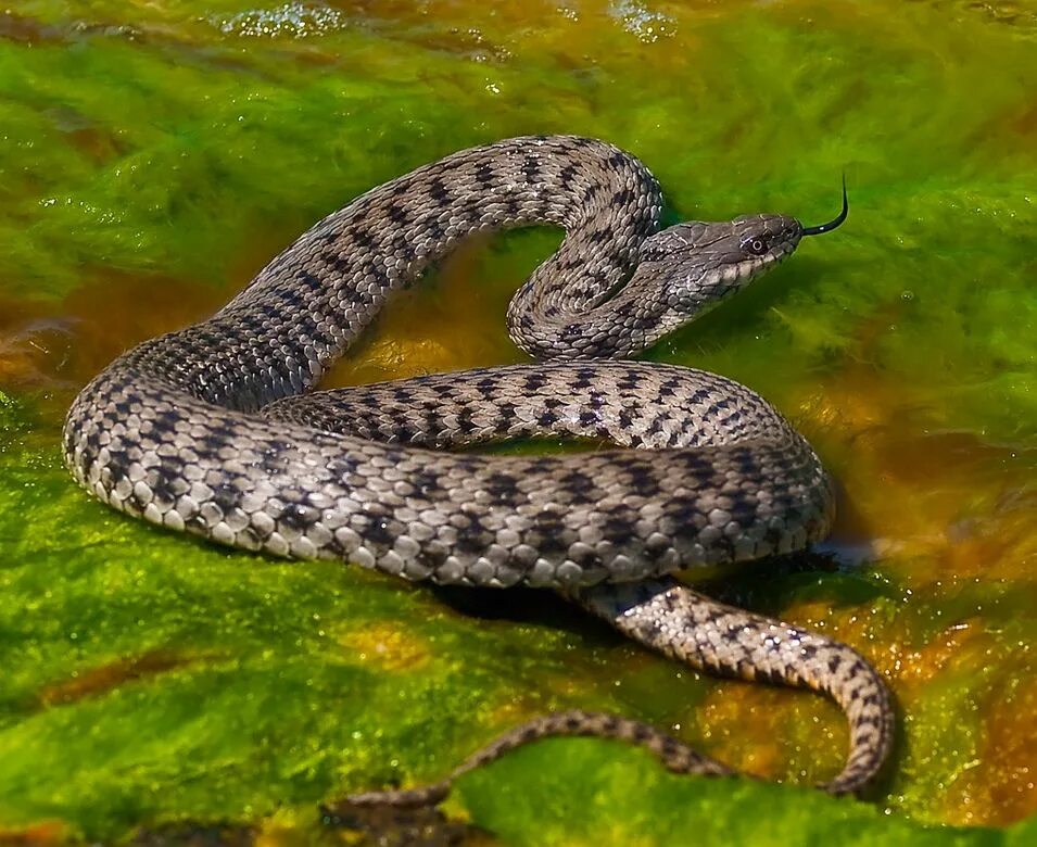 Очень красивая уж. Водяной уж (Natrix tessellata). Гадюка полоз уж. Водяной уж и шахматная гадюка. Желтобрюх змея Анапа.