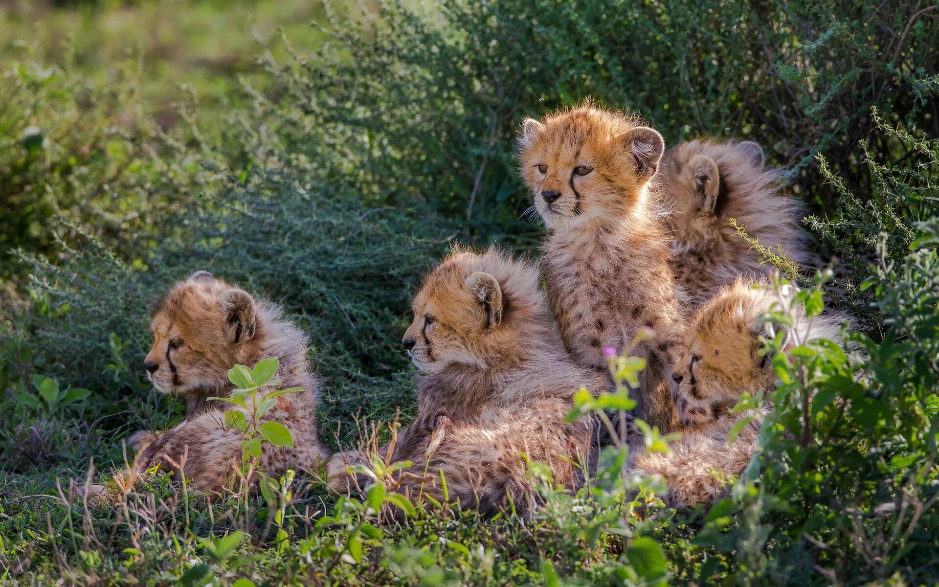 Animal картинки. Детеныш гепарда. Природа и животные. Красивые животные. Милые Дикие животные.