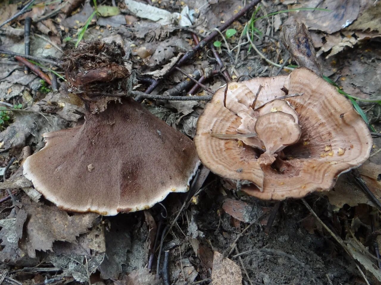 Ежовик плодовое тело. Ежовик полосатый (Hydnellum concrescens). Гриб Hydnellum aurantiacum. Гиднеллум оранжевый гриб. Ежовик усиковый.