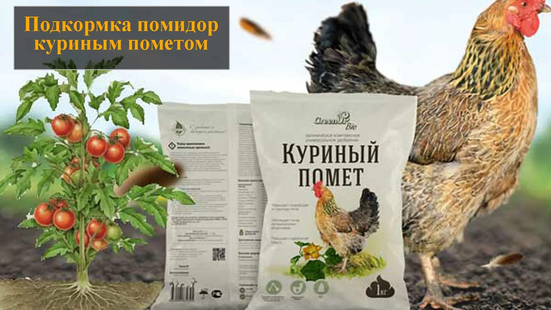 Куриный помет для огурцов. Куриный помет для подкормки. Подкормки помидоров куриный помет. Подкормка помидоров куриным пометом. Куриный помет для помидор.