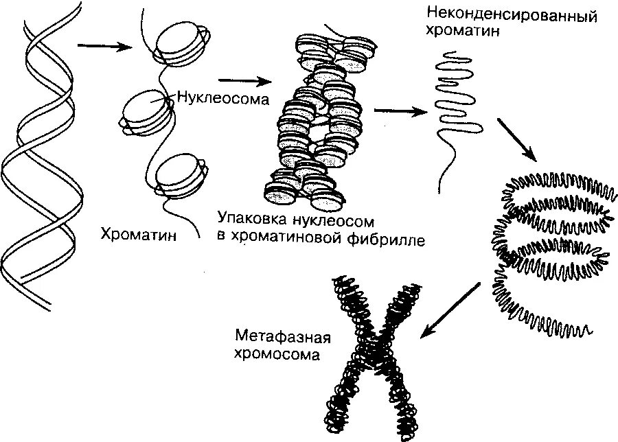 Организация хроматина схема. Уровни компактизации хроматина рисунок. Схема уровни организации хроматина. Уровни компактизации хроматина в ядре клетки.