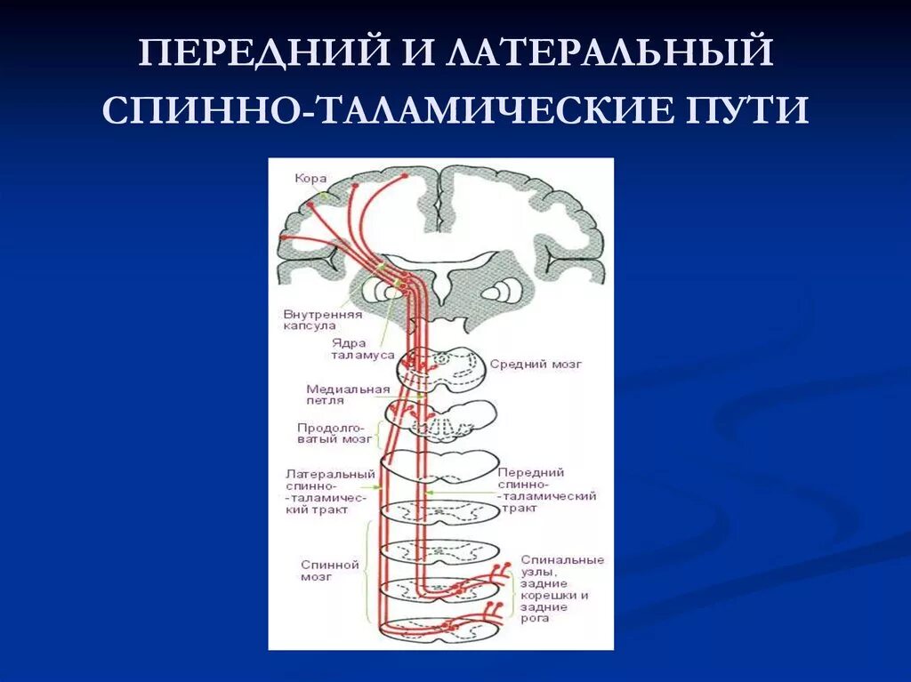 Спинно таламический. Спинно таламический путь неврология. Латеральный и передний спиноталамические пути. Латеральный спиноталамический тракт. Латеральный спиноталамический путь спинной мозг.