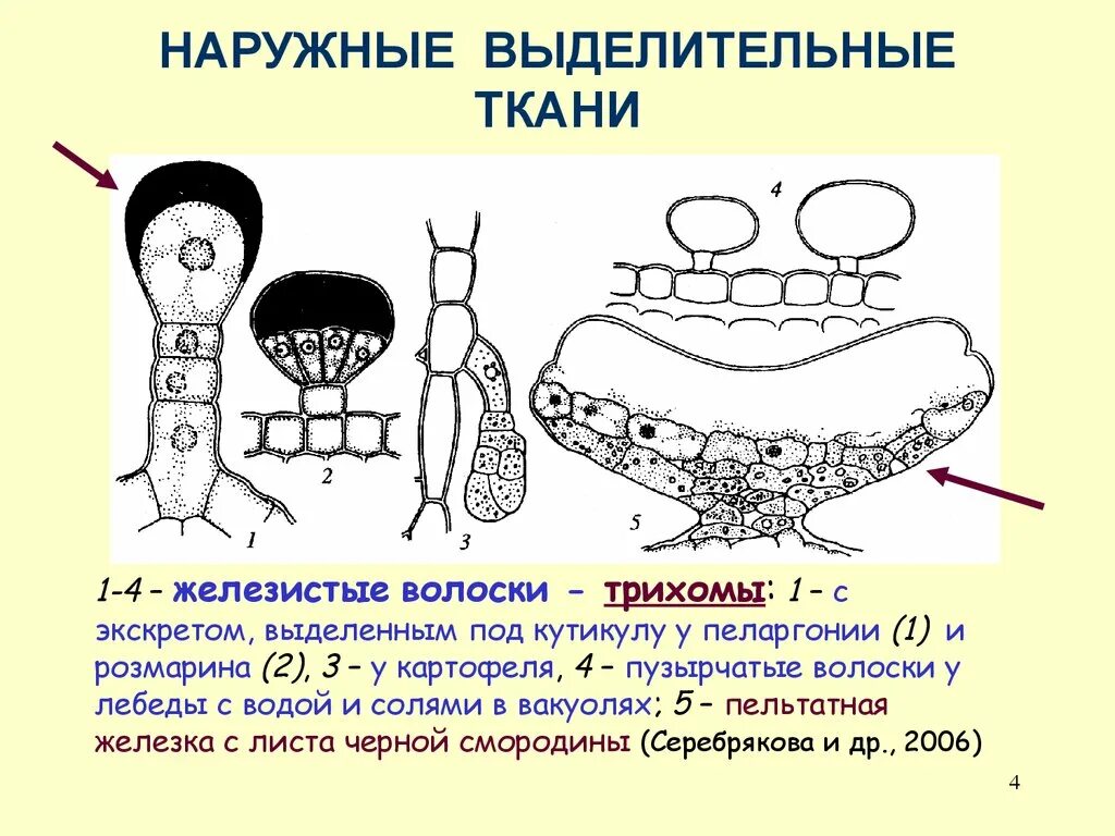 Железистые волоски ткань