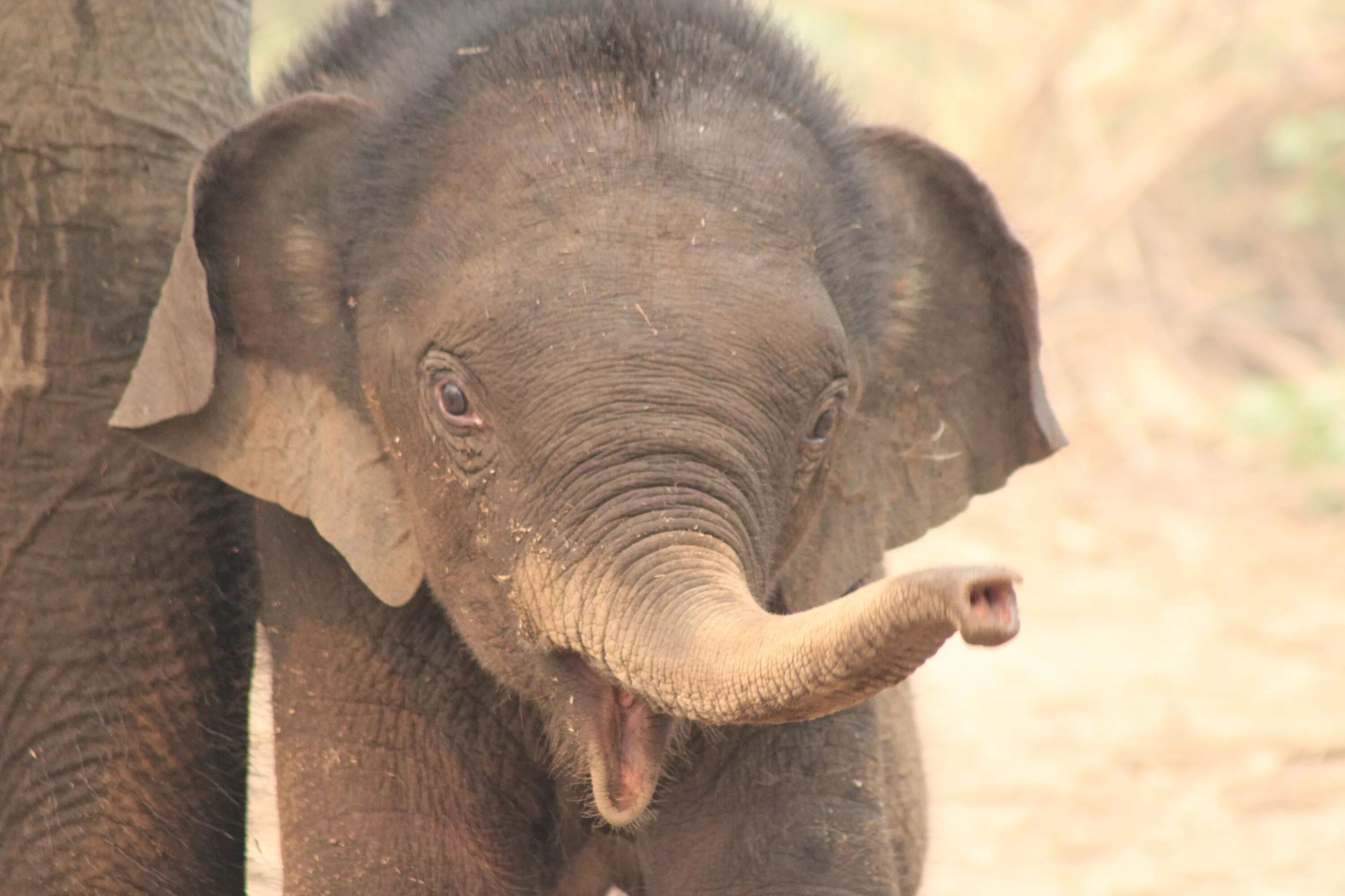 It s an elephant. Слоненок. Слон милый. Маленький Слоненок. Слон улыбается.