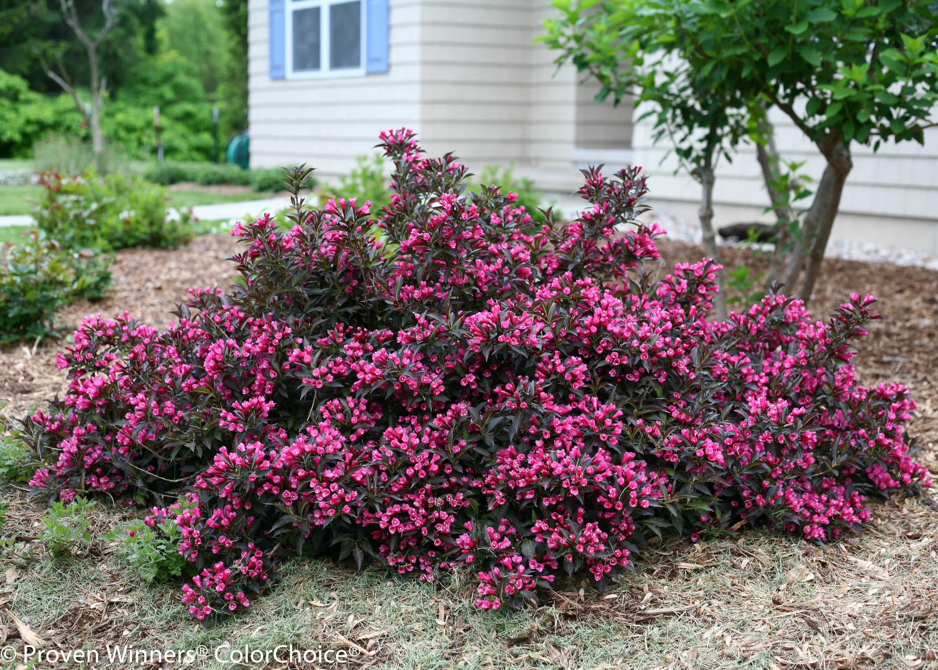 Вейгела фото уход в открытом грунте. Вейгела Цветущая Nana purpurea.