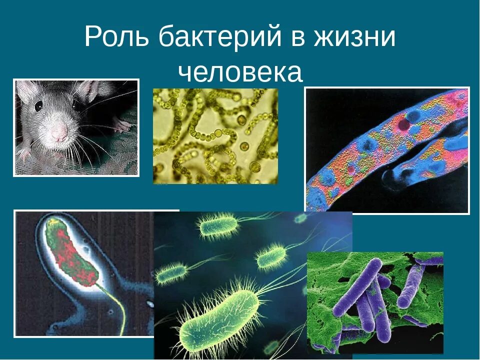 Тест многообразие и значение бактерий и вирусов. Проект на тему роль бактерий в жизни человека биология 5 класс. Бактерии в жизни человека. Значение бактерий в жизни человека. Роль бактерий в природе и жизни человека.