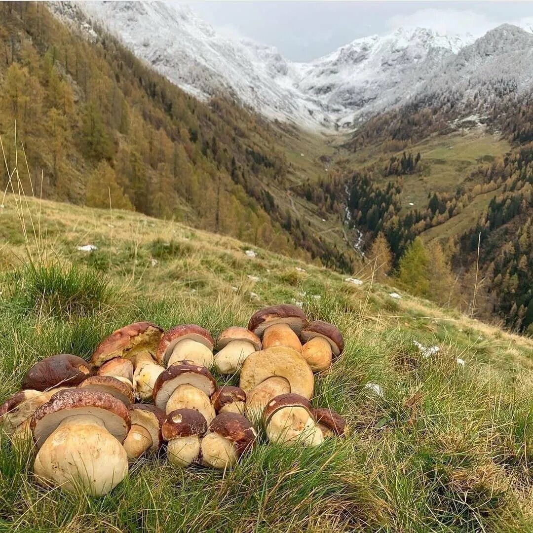 Джилы Су грибы. Гора грибов. Лес с грибами и горами. Горные грибы Таджикистана. Грузинский гриб