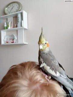 Корелла нимфа уход и содержание
