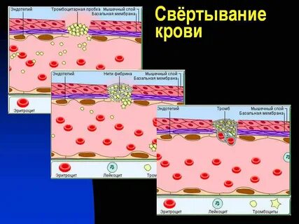 Образование тромба взаимодействие тромбина