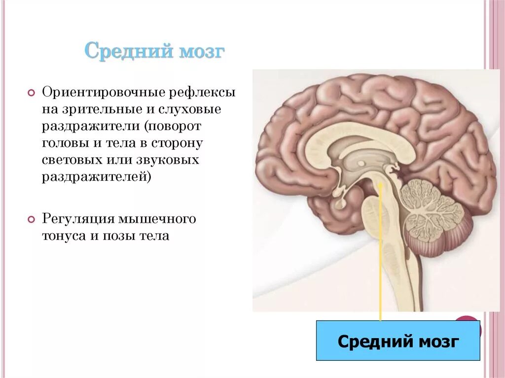 Центры слуховых ориентировочных рефлексов находятся в. Рефлекторные центры среднего мозга. Средний мозг слуховые центры. Ориентировочный рефлекс.