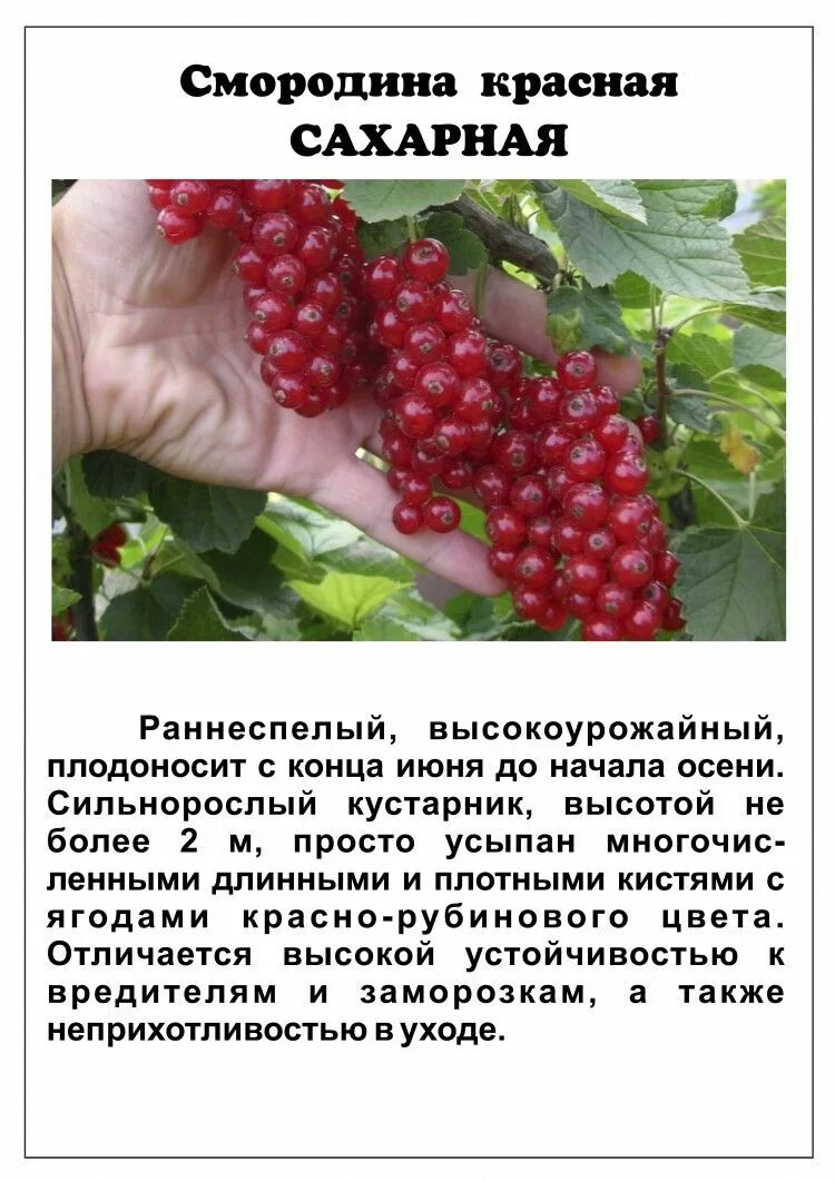 Какой размер смородины. Красная смородина сорт сахарная. сорт смородины мармеладница. красная смородина ровада описание сорта. смородина красная мармеладница описание сорта.