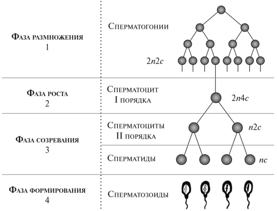 Фазы гаметогенеза схема. Схема основных этапов сперматогенеза и овогенеза. Фазы овогенеза схема. Схема сперматогенеза и овогенеза. Процессы стадии гаметогенеза