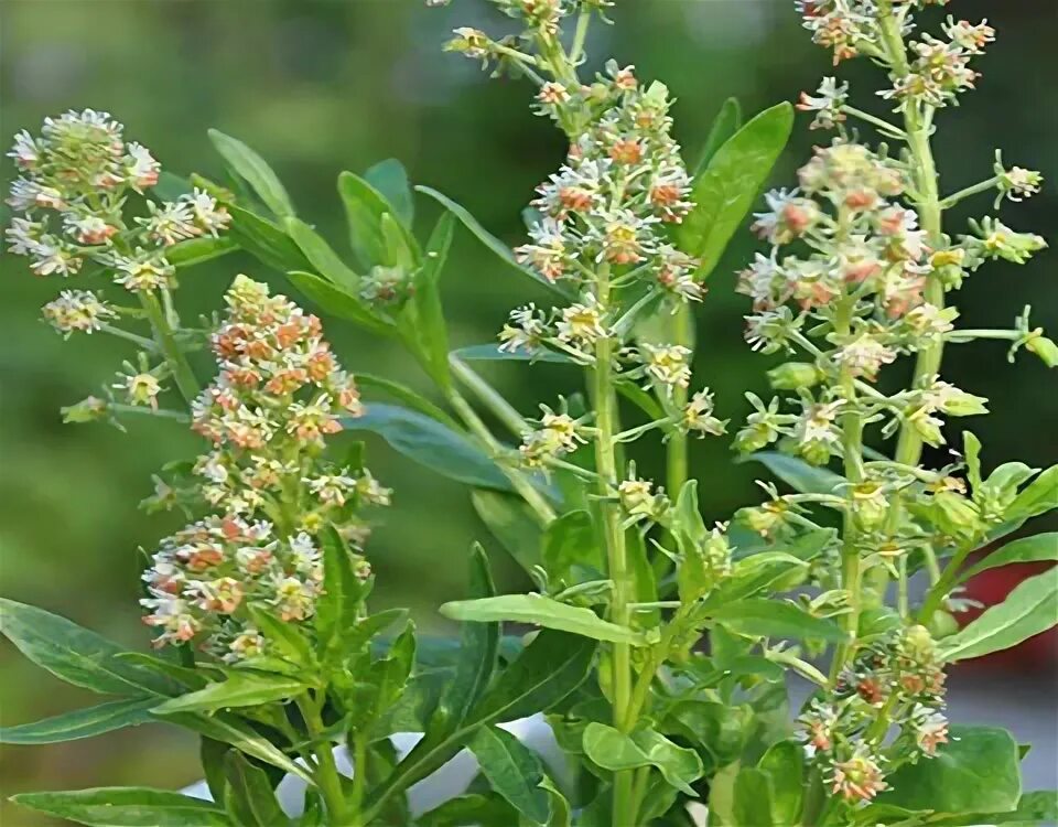 Резеда растение. Резеда душистая. Резеда Хавская душистая. Reseda odorata. Резеда душистая семена