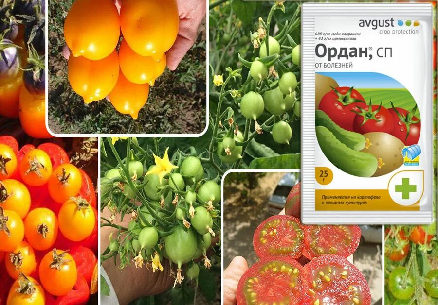 Обработка огурцов орданом через сколько можно есть