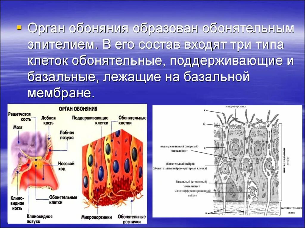 Орган обоняния