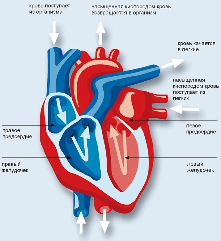 Какие сосуды в левом предсердии. Строение сердца и кровеносной системы. Кровеносная система человека строение сердца. Сердце сердечно сосудистая система анатомия. Строение сердца человека система кровообращения.