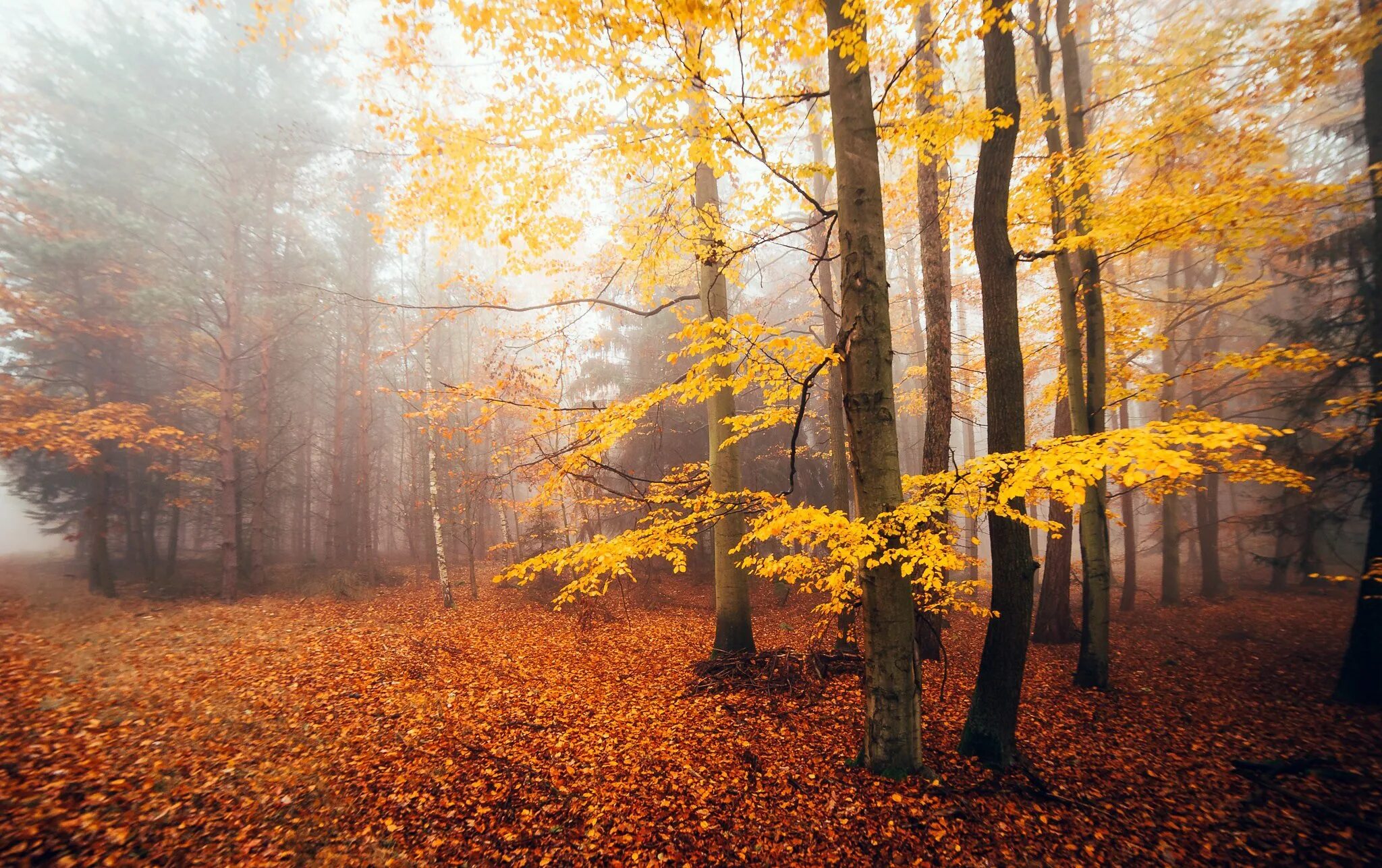 Может ли вас взволновать красота осеннего леса. Осень в Украине. Леса в Украине осенью. Лес Украины осенью. Как выглядит осенний лес.