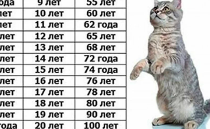 Сколько лет живут домашние кошки. Возраст кота по человеческим меркам таблица. Кошачьи мерки возраста по человеческим меркам. Сколько лет кошке по человеческим. Возраст по кошачьи.