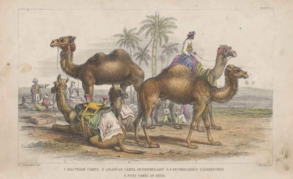 Верблюды караван. Стрижка верблюда. Верблюд живопись. Верблюд нур одногорбый. Дикий двугорбый верблюд хаптагай.