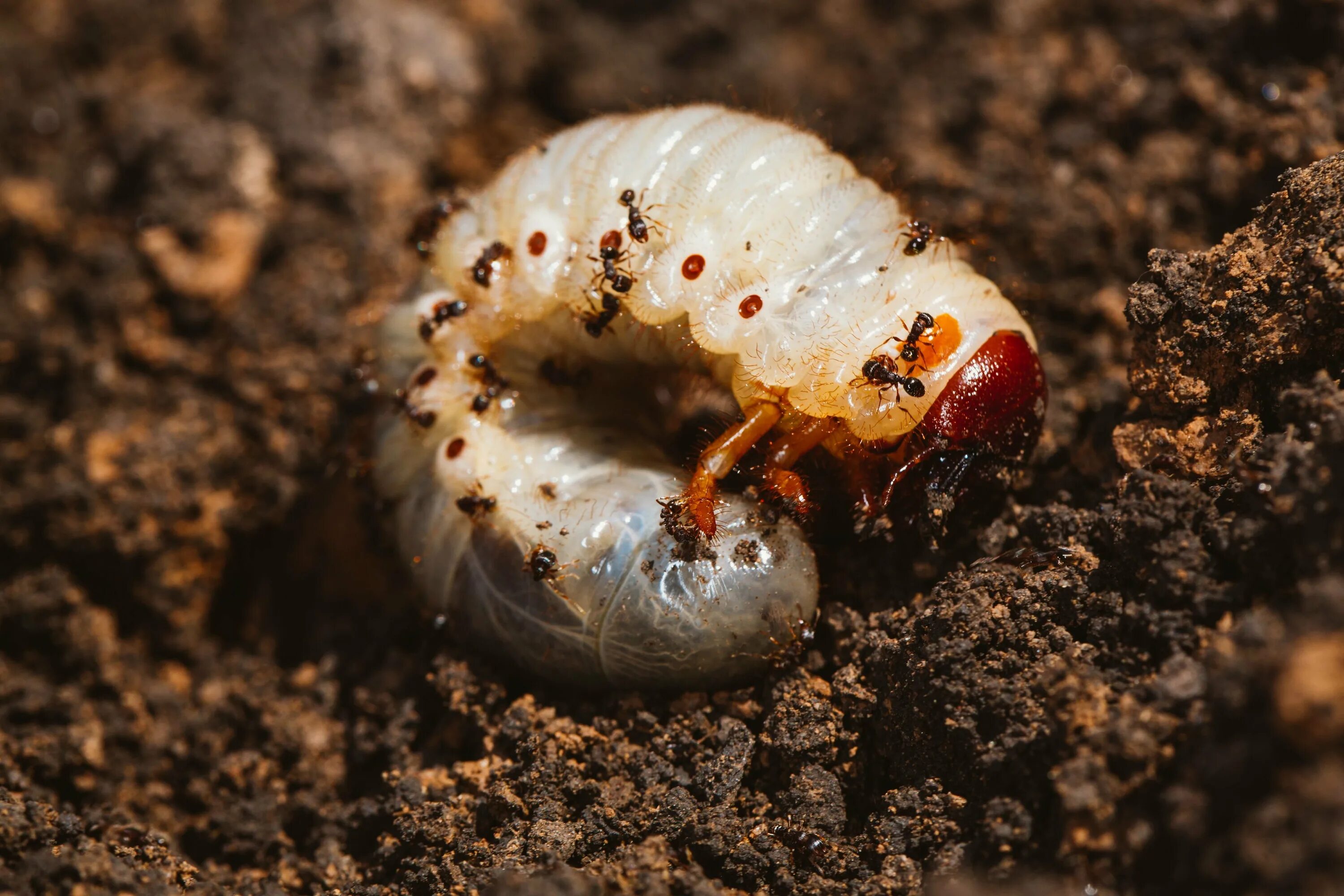 Личинка хруща майского. Жук личинка Pupa.