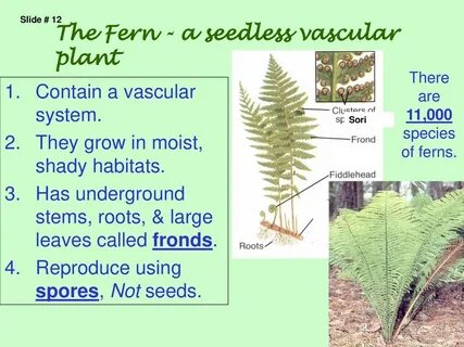 Plant перевод с английского