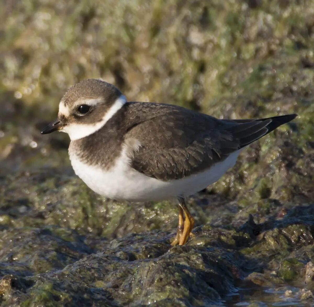 Галстучник. Галстучник птица. Кулик зуек галстучник. Charadrius hiaticula.