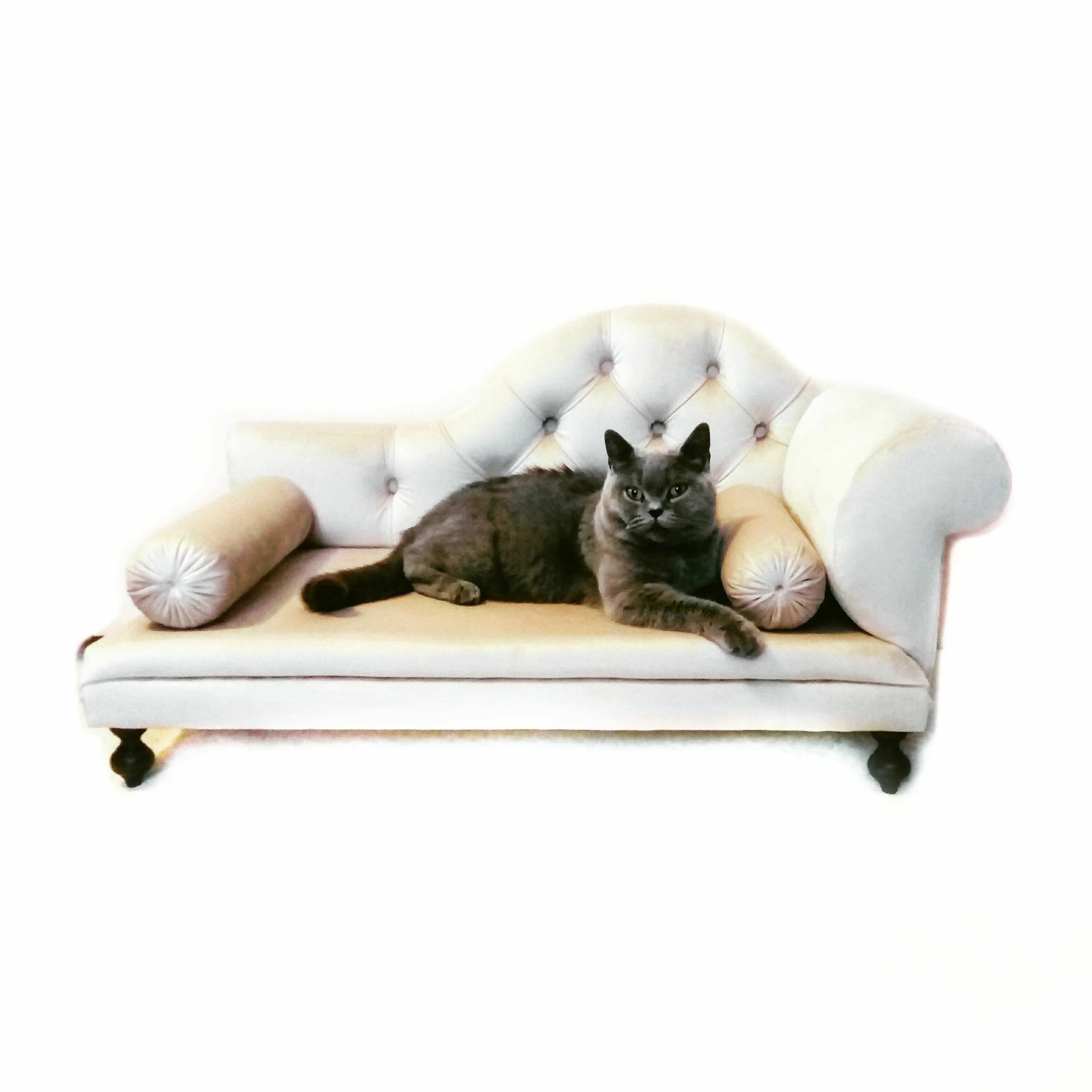 Как завязывать cat sofa. Кошка софа. кэт софа кэт софа. cat sofa белые. популярная кошка софа.