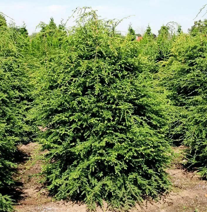 Тсуга западная. Тсуга canadensis. цуга канадская северной америки. тсуга канадская. тсуга канадская фастигиата.