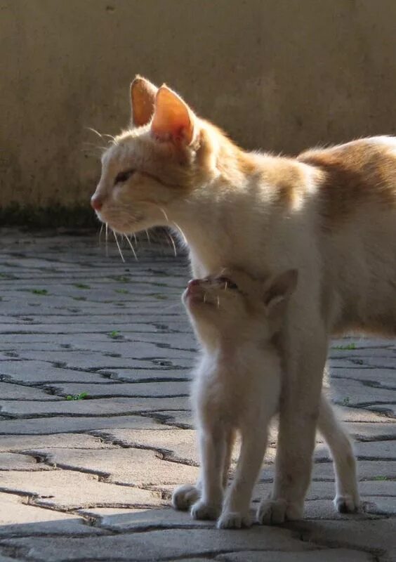 Папа кот и котенок. Котята с мамой. Котенок защищается. Мама кошка и котенок. Где кошки мам