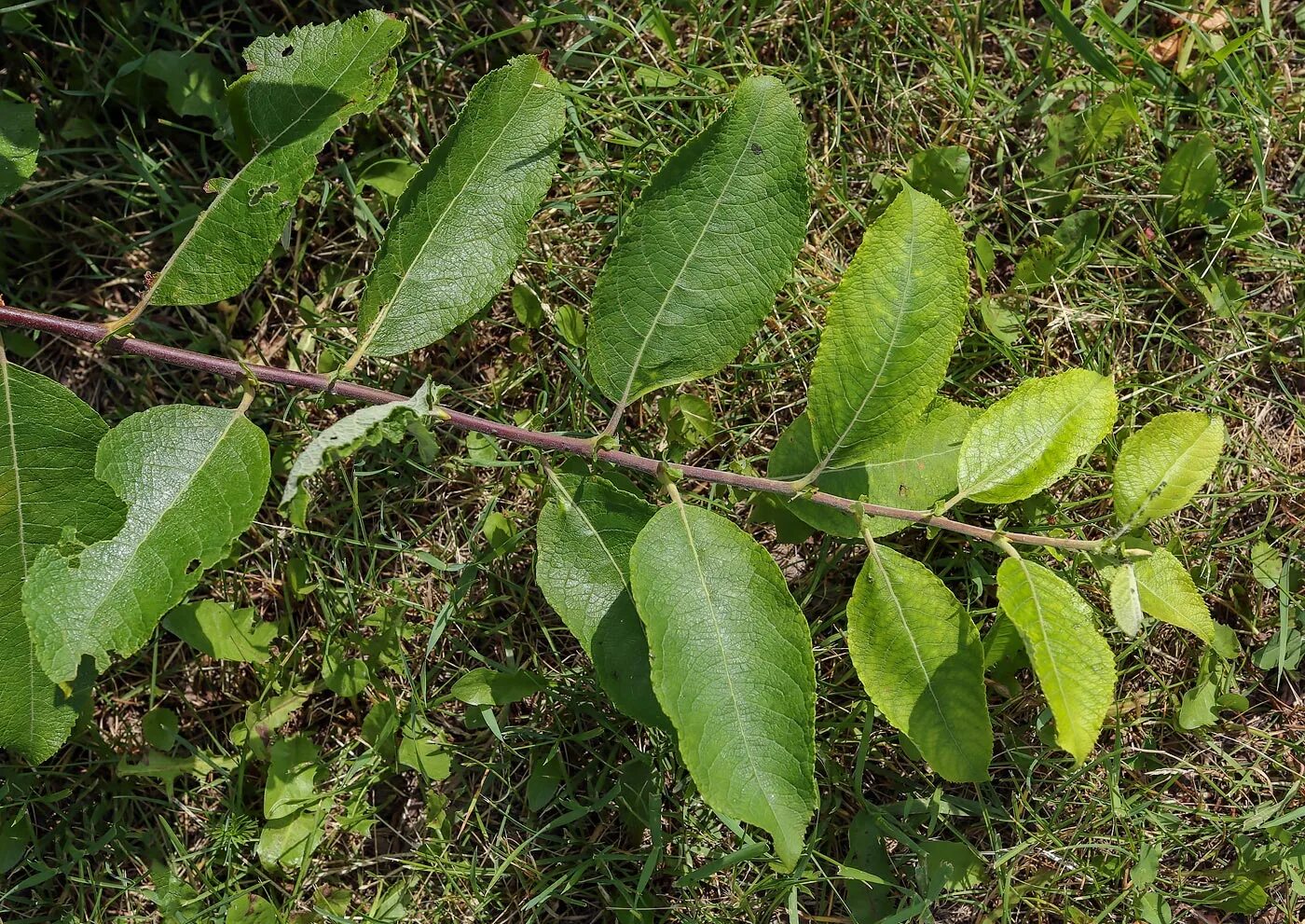 Бредина 6 букв. Ива Козья бредина. Ива бредина (Salix caprea). Ива Козья Salix caprea. Ива Козья бредина лист.