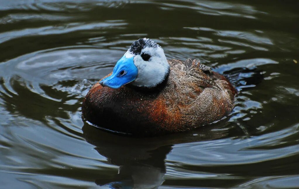 Савка птица. Савка красная книга. Красная савка. Савка oxyura leucocephala. Красная савка.