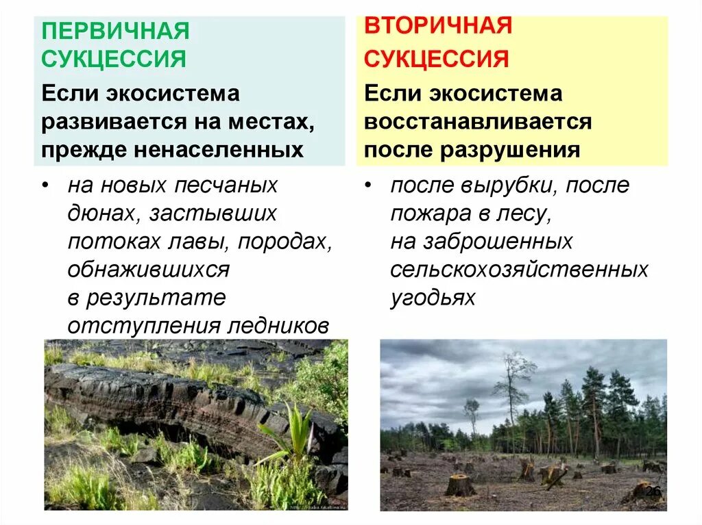 Различия между первичными и вторичными сукцессиями. Вторичная экологическая сукцессия. Сукцессии первичные и вторичные таблица. Характеристика вторичной сукцессии. Первичная и вторичная сукцессия.