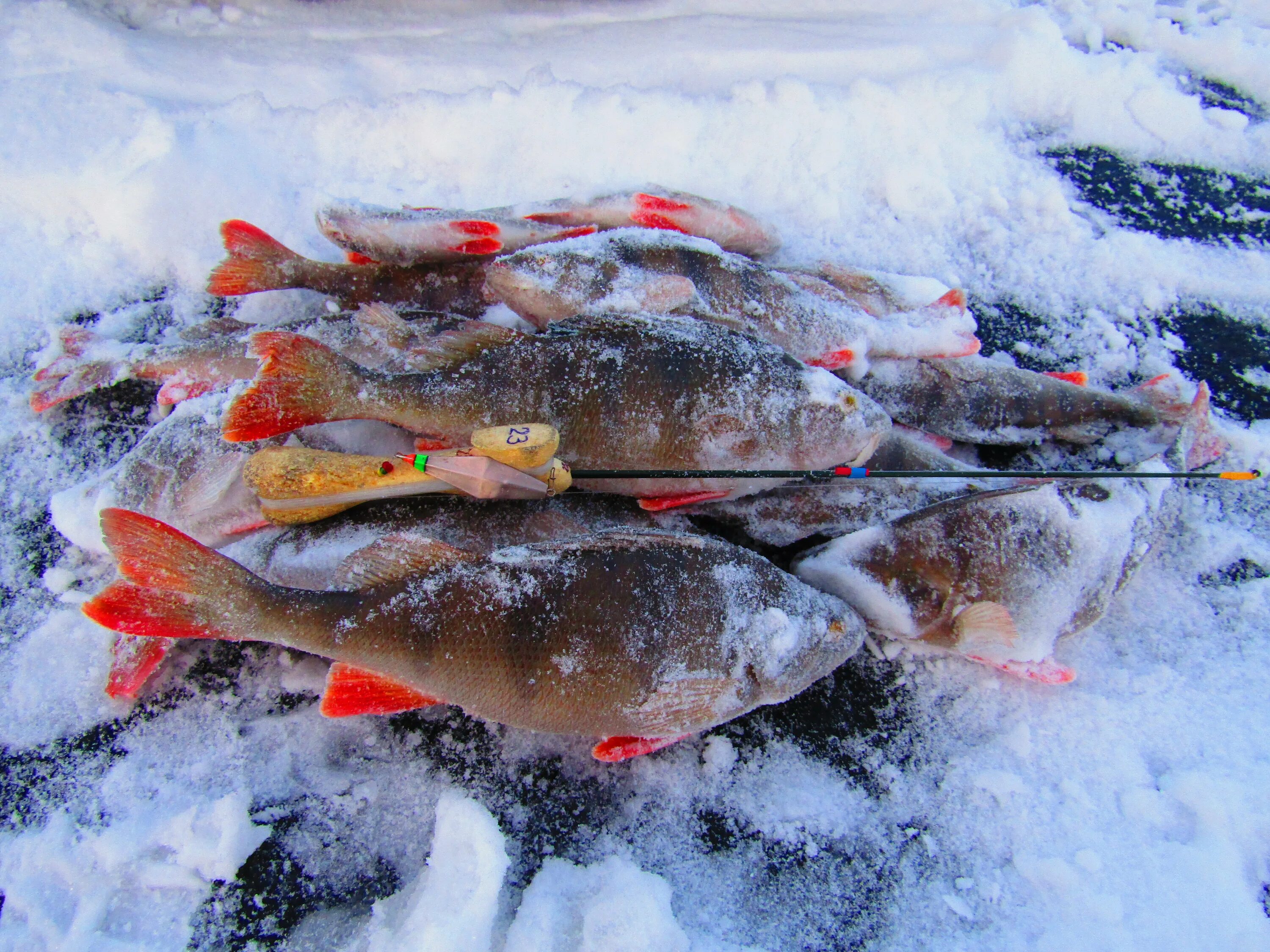 Форум рыбаков на севере. Зимняя рыбалка в Питере. Рыбалка на форель.