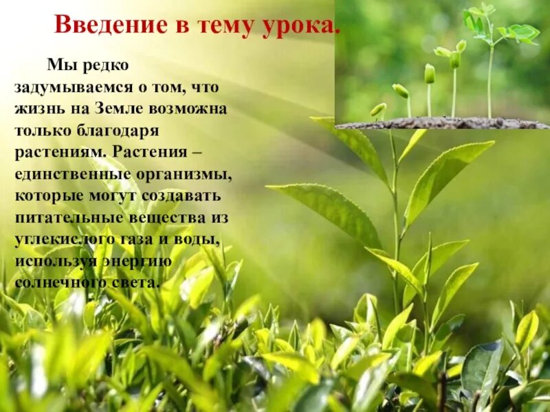 Благодаря растениям. Введение про растений. Растения 5 класс биология. Благодаря растениям мы живем. Тема по биологии растения города