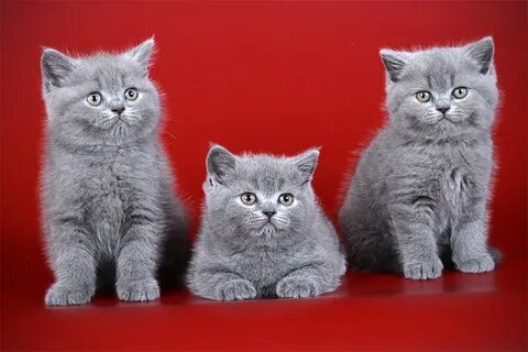 Однотонный окрас кошек