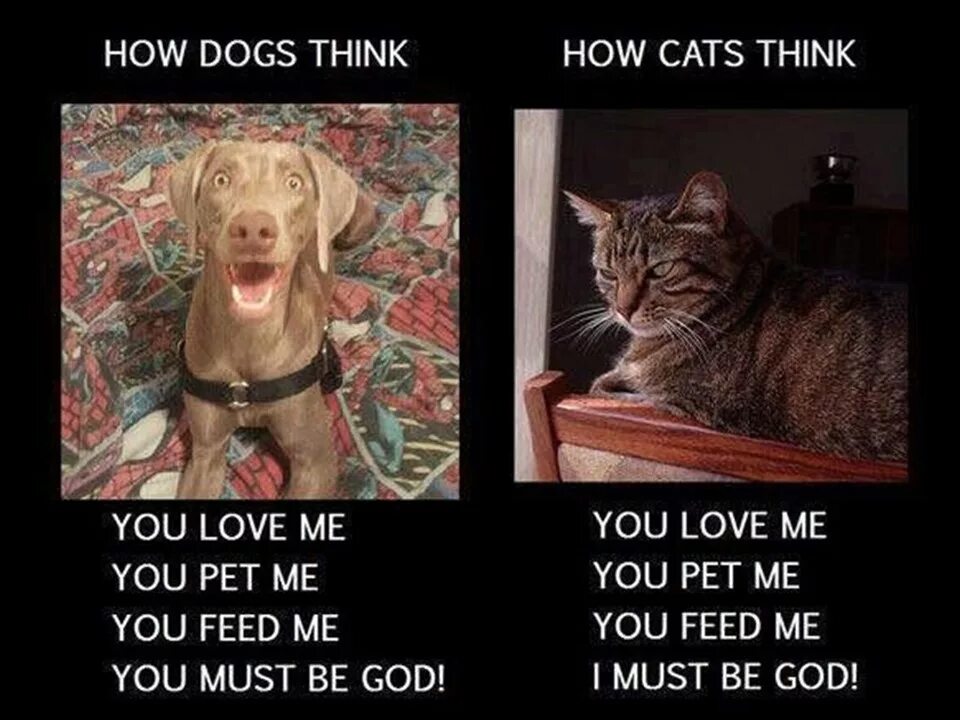 О чем думают собаки. Кот думает собака думает. Собака думает человек меня кормит. Как думает кот и собаки. Кошка думает я Бог.