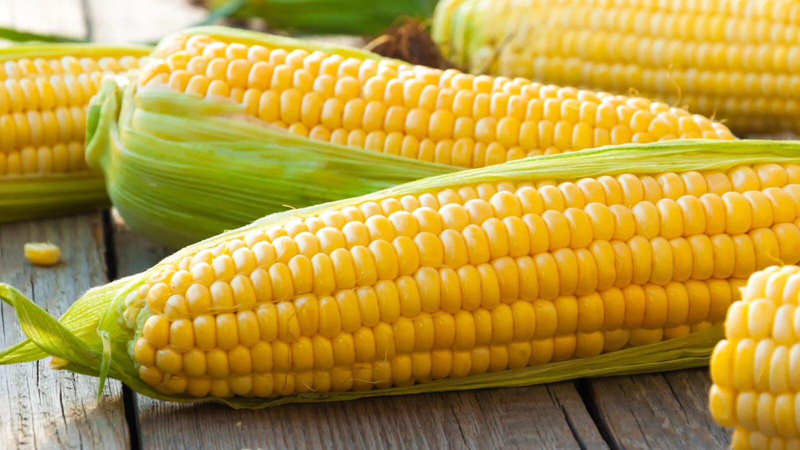 Фото кукурузы. Кукуруза сорт Бондюэль. Кукуруза сахарная. Кукуруза Бондюэль в початках. Сахарная кукуруза Бостон f1.