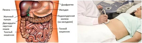 Ультразвуковое исследование органов брюшной полости комплексное. Брюшная полость печень и желчный пузырь. УЗИ внутренних органов брюшной полости. Комплексное УЗИ органов брюшной полости.