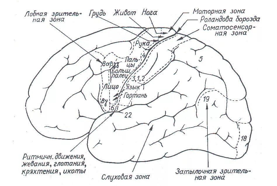 Функциональные зоны мозга. Схема функциональные зоны коры. Схема локализации функций в коре больших полушарий. Локализация функций в коре полушарий мозга.